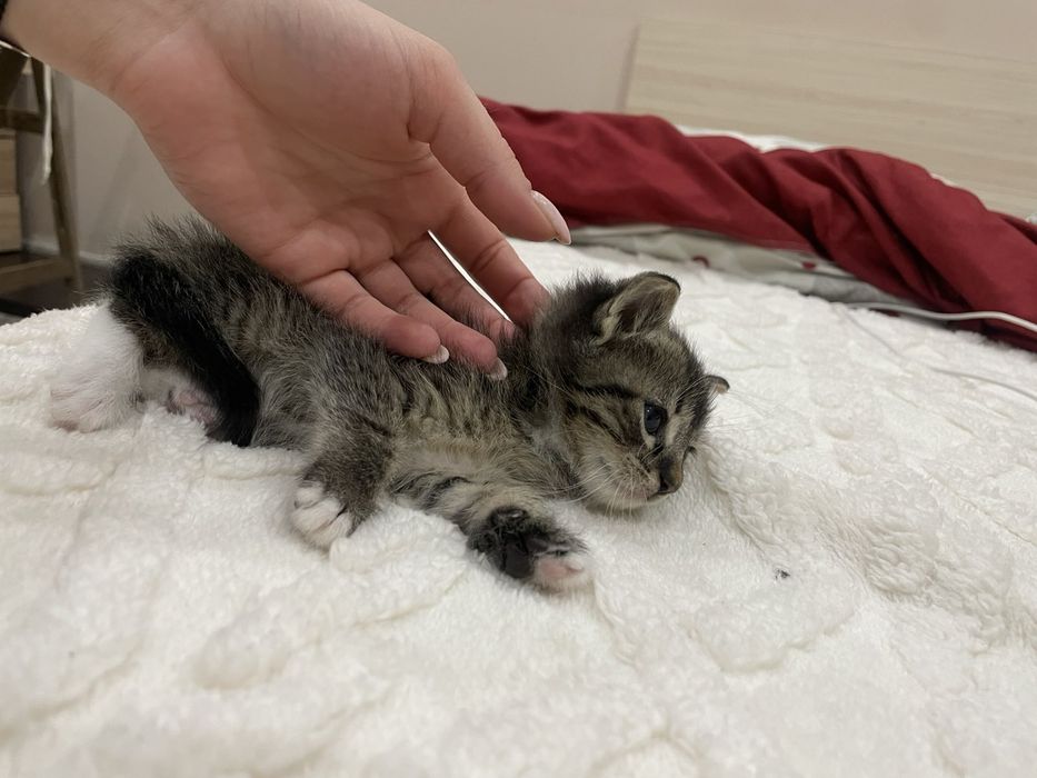 Котета чинчилааа