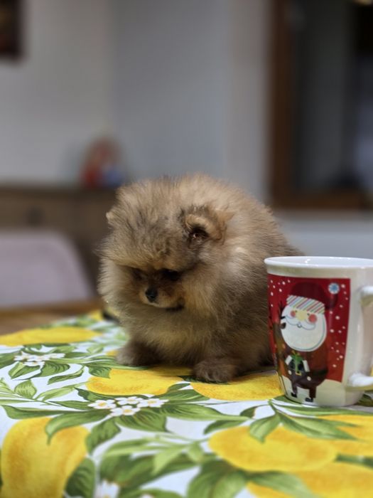 Померанче мини момченце шоко тан!