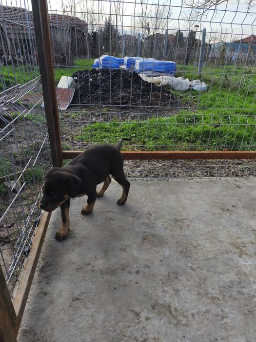 Ротвайлер -мъжко бебе