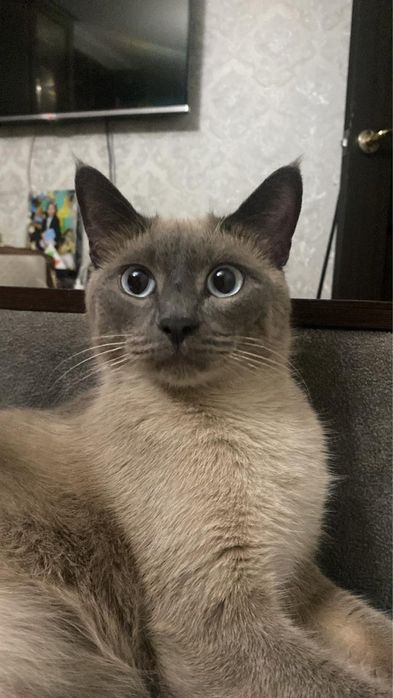 отдам кота в хорошие руки