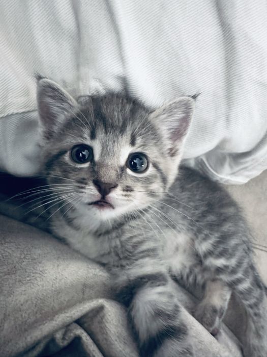 котенок.