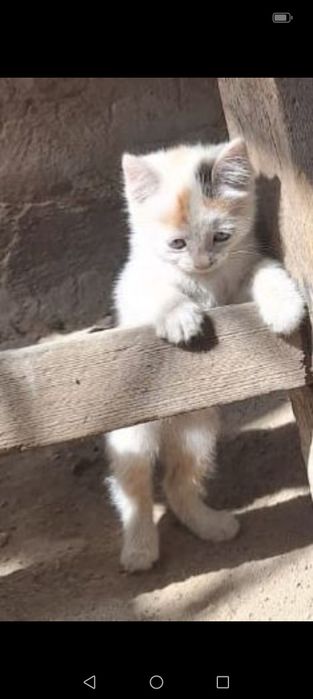 Отдам котят в добрые руки