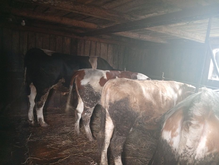 Продам тёлок 4головы