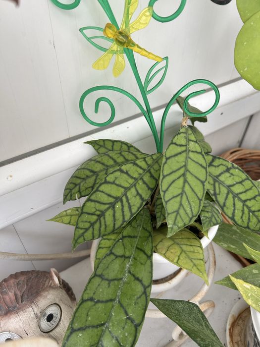 Комнатные цветы и отростки