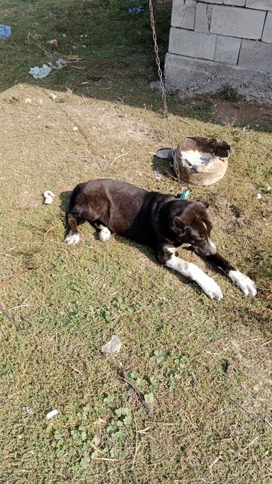 Ассаламалекум сатылады