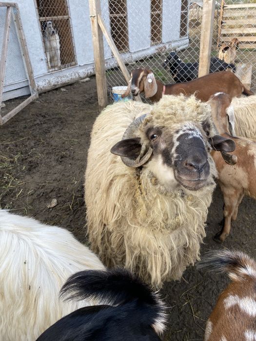 Vand Cârlan de 7 luni