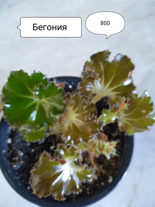 Продам Бегонии, разные