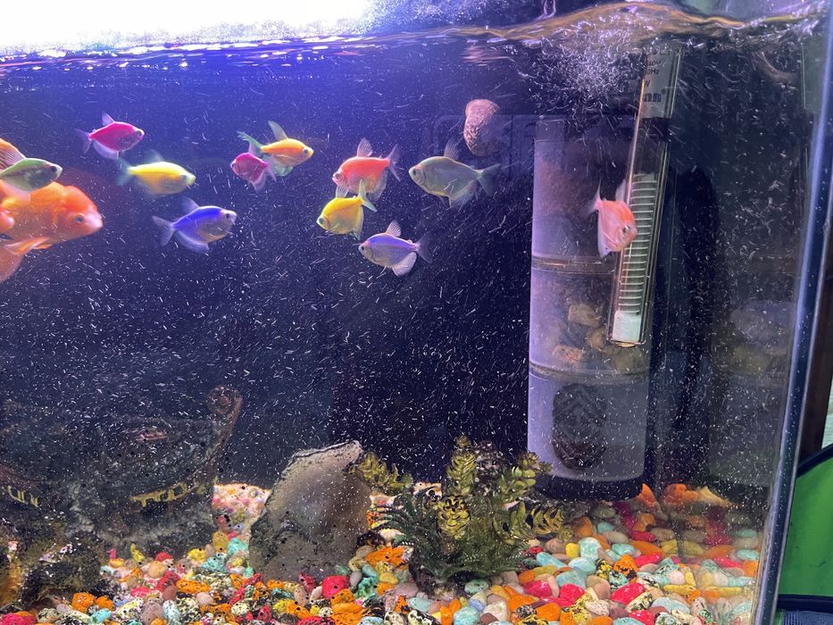 Balula akvariumi bilan hammasi bor