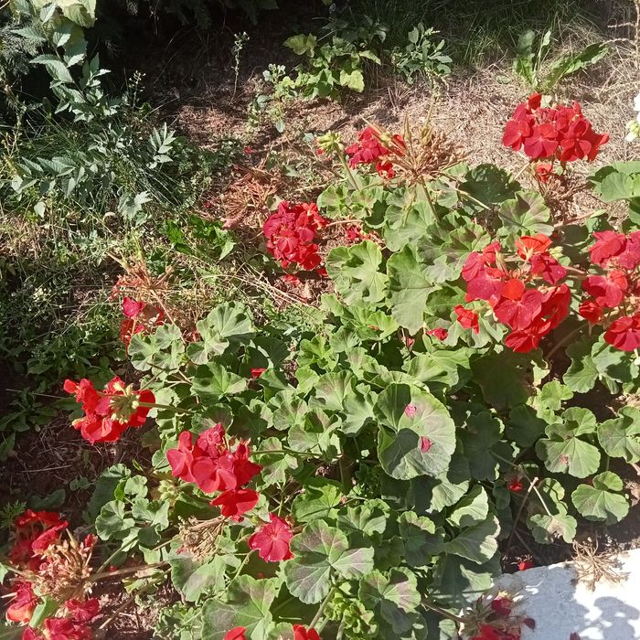 Комнатные растения