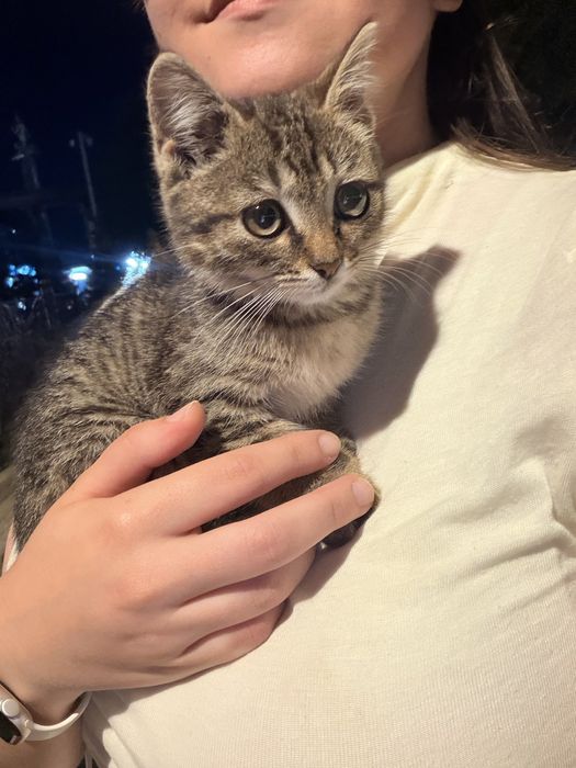 Отдам котенка в добрые руки