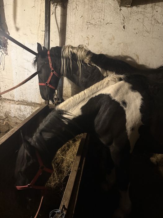 Vand sau schimb o iapa frizian si doi manji barok pinto metisi de friz