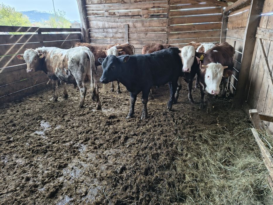 Vind 7 tăurași frumoși în jur de 330 și 350 kg media