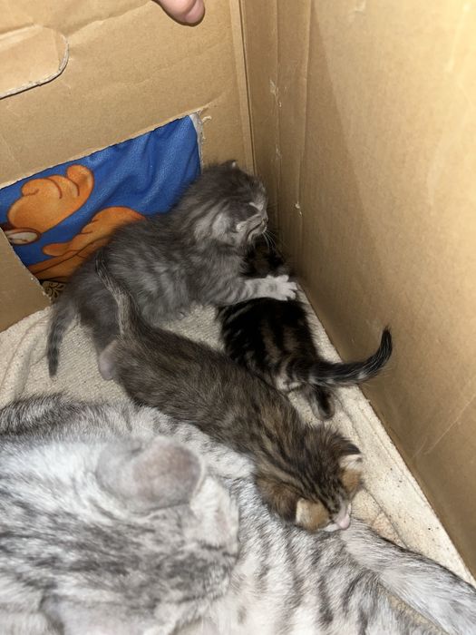 Ерекше түсті марғаулар