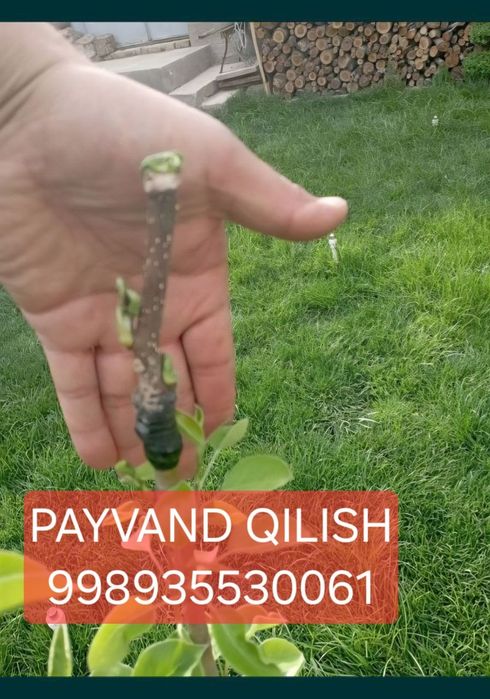 Daraxt kesamiz dorilash xizmati