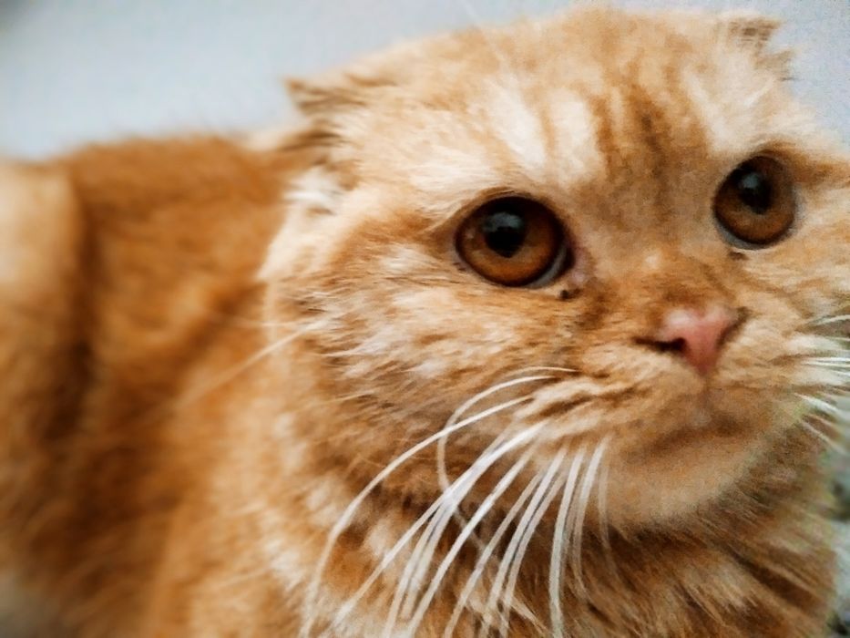 Шотландская вислоухая