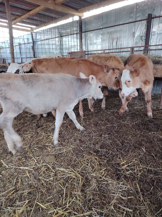 Vând 5 viței 4-5 luni