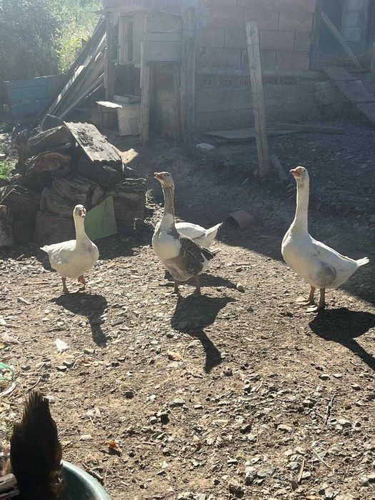 De vânzare doua gâște un gânsac și un boboc
