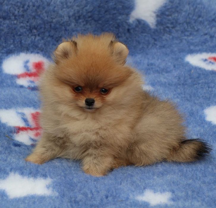 Pomeranian cu pedigree FCI