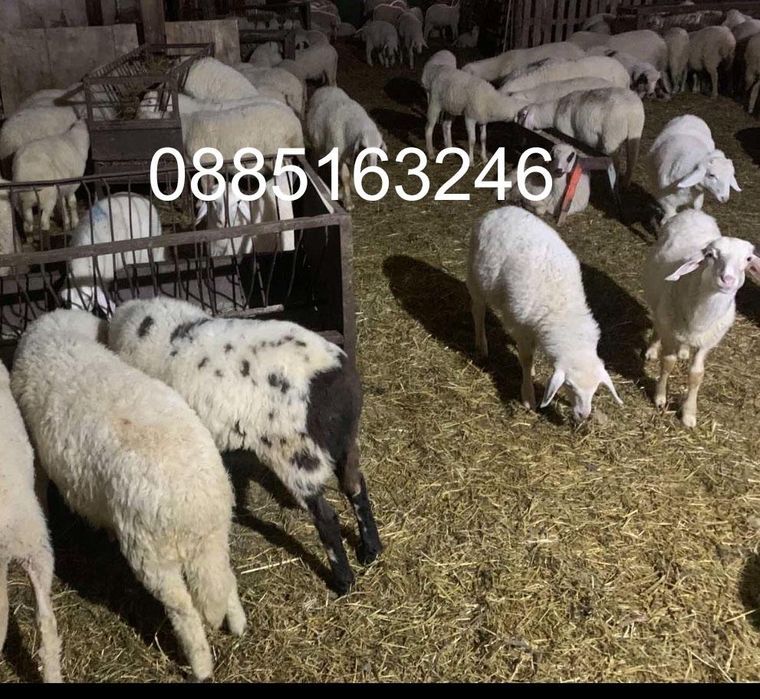 Продавам агнета различни килограми