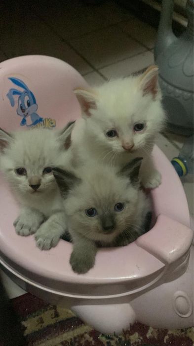 Отдам котят бесплатно