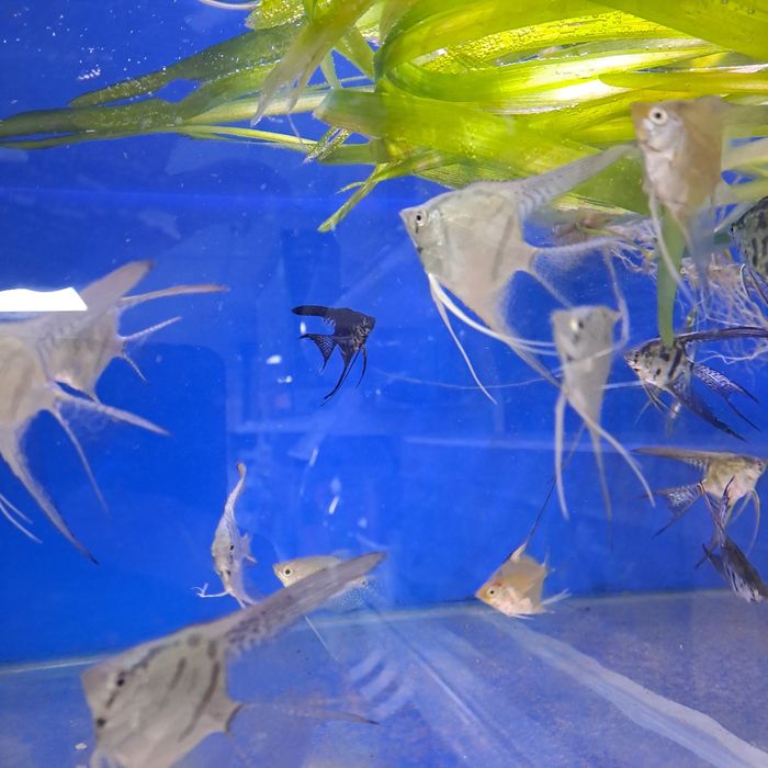 Продам скалярий вуалевых