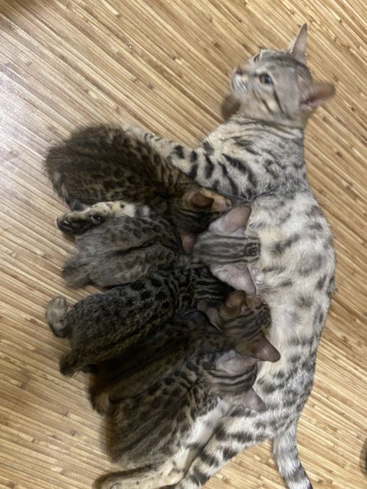 бенгальские котята