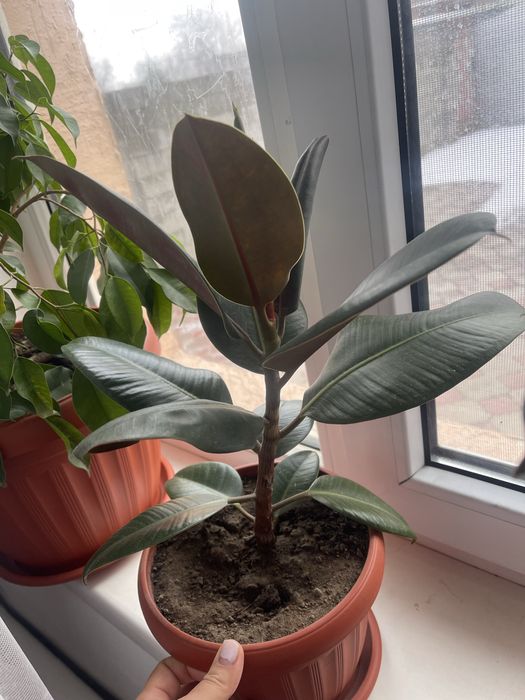 Комнатные растения