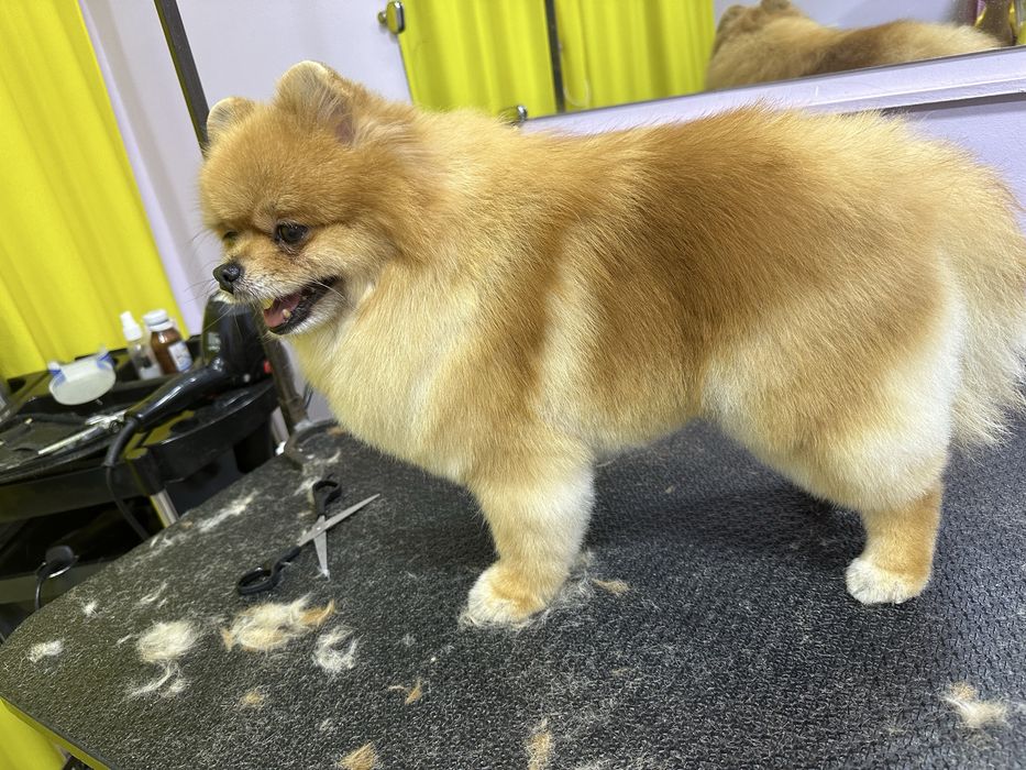 Профессиональные услуги грумера