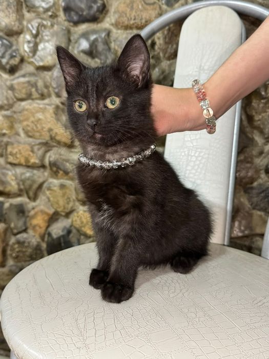 Котята в хорошие руки.домашнии,бесплатно,