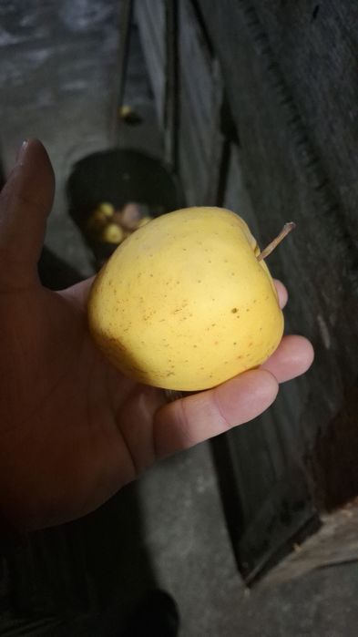 Vând mere Românești