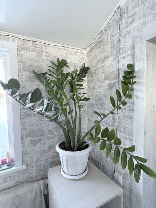 Замиакулькас, доллоровое дерево