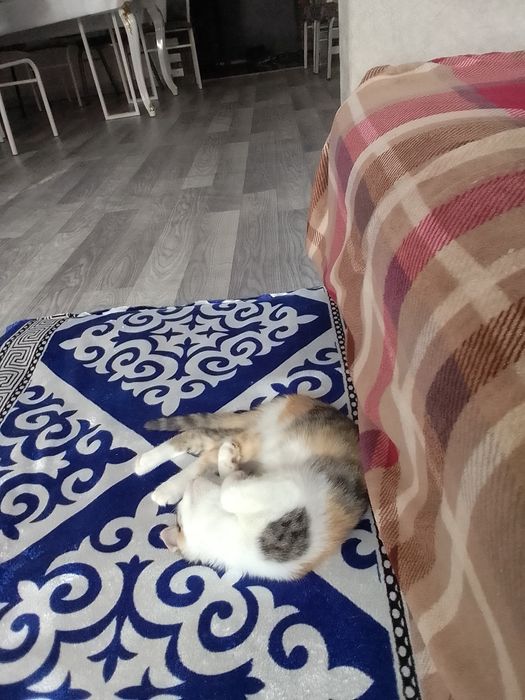 Отдам в добрые руки