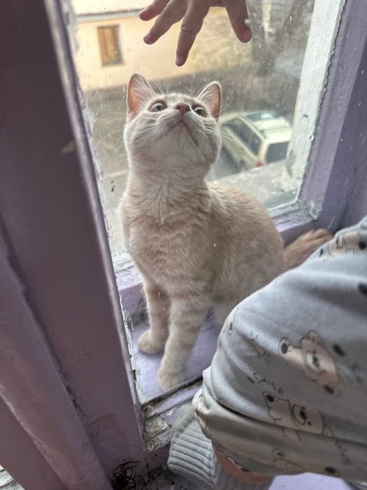 Отдам кота в добрые руки
