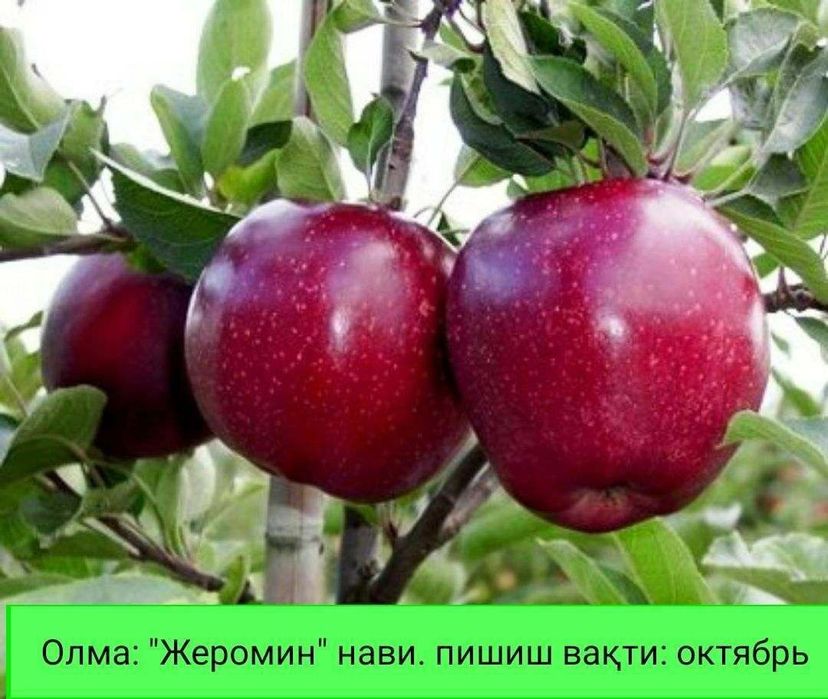 Олма кучатлар сотувда