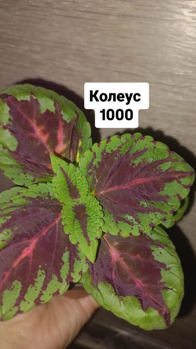 Продам цветы Колеус