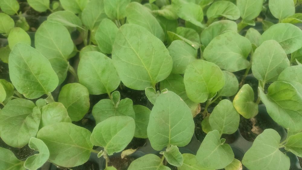 Рассада овощей и цветов