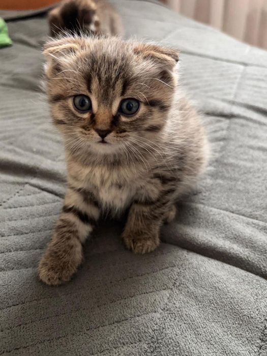 Кошечка,вислоухая