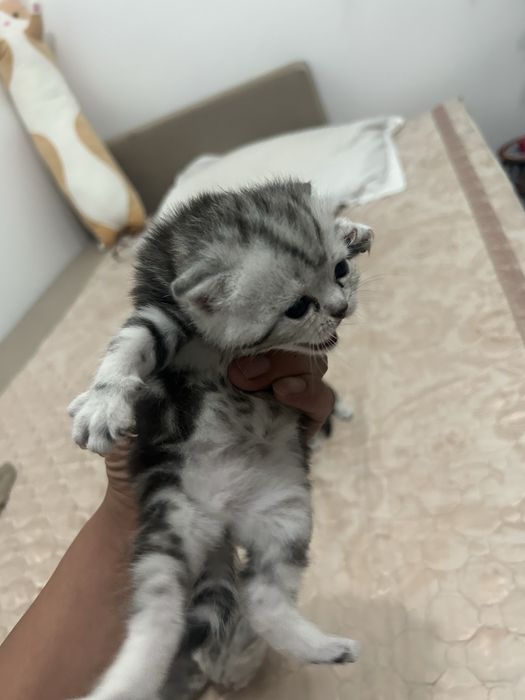Вислоухих шотландские Котята