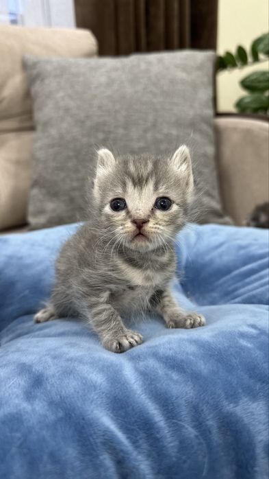 Отдаю котят в добрые руки