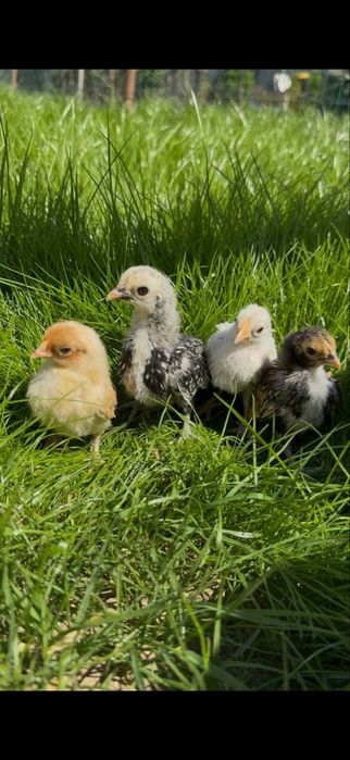 Pui din rasa Sebright / Australorp