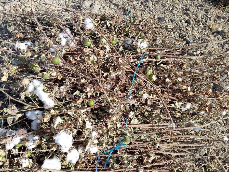 Poya sotiladi kultasi 5 ming soʻm