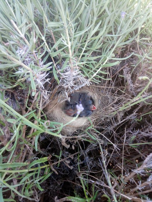 Tufe LaVanda VERA Provance BIO  soi Alimentar,Medicinal si Cosmetic RO