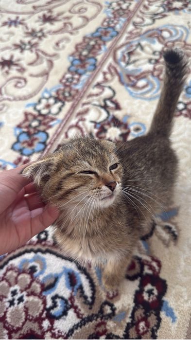 Двухмесячный котенок