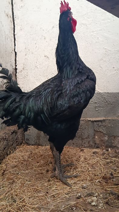 Қора шахзода хўрозлар