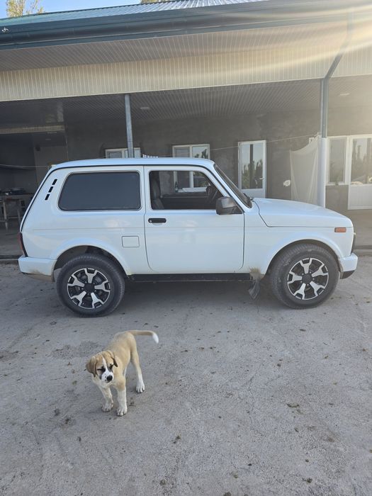 Niva 2018 yil holat alo