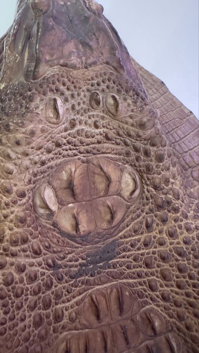 Кракодильчик  кракодил