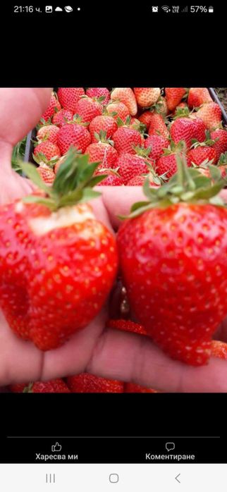 Продавам разсад ягоди и малини