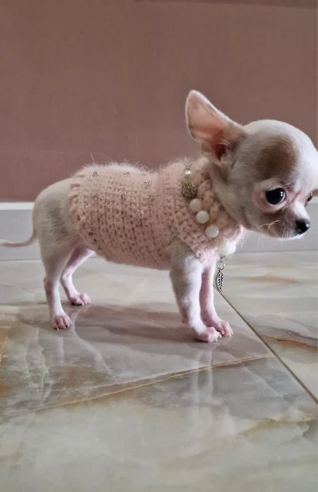 Карманная собачка щенки чихи