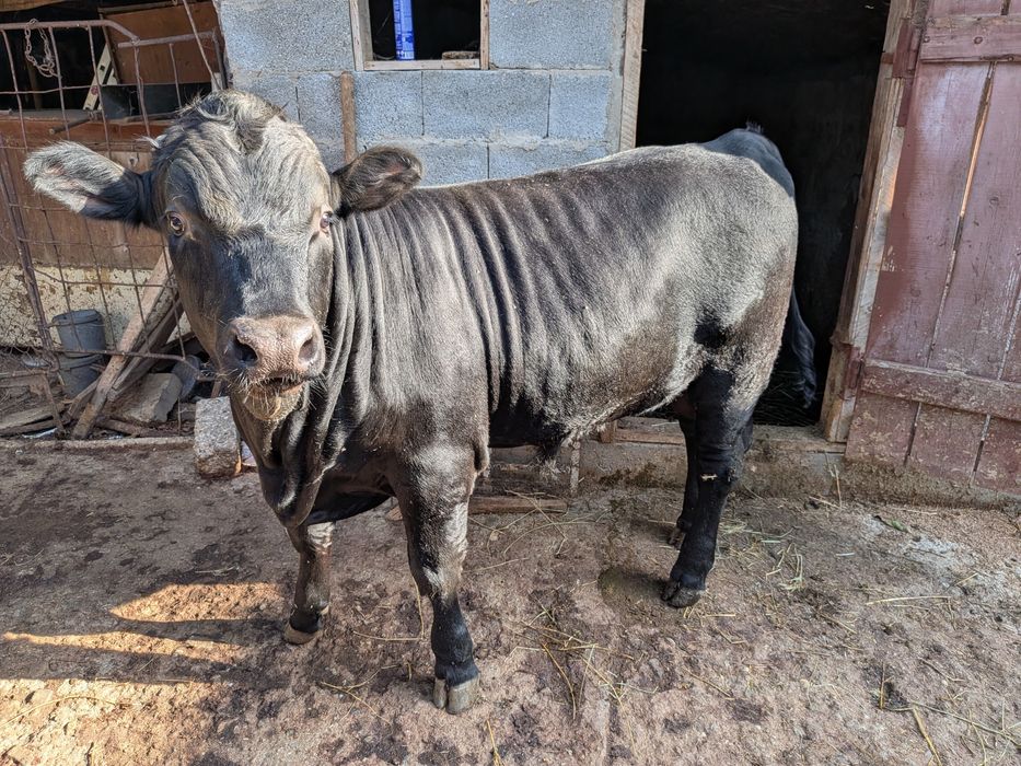 Vacă gestantă și taur