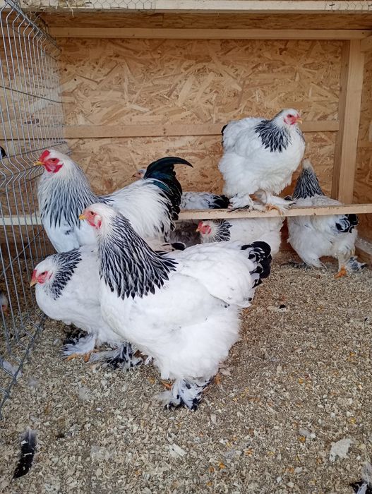 Ouă Brahma  pentru incubat